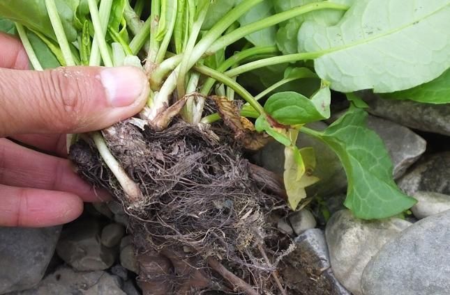 這種野草名字特別的有意思,你們了解這種野草嗎?