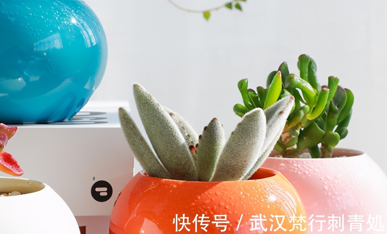 土壤肥力|作为养花新人,盆栽多肉该注意什么?“3招”就让叶子肥嘟嘟