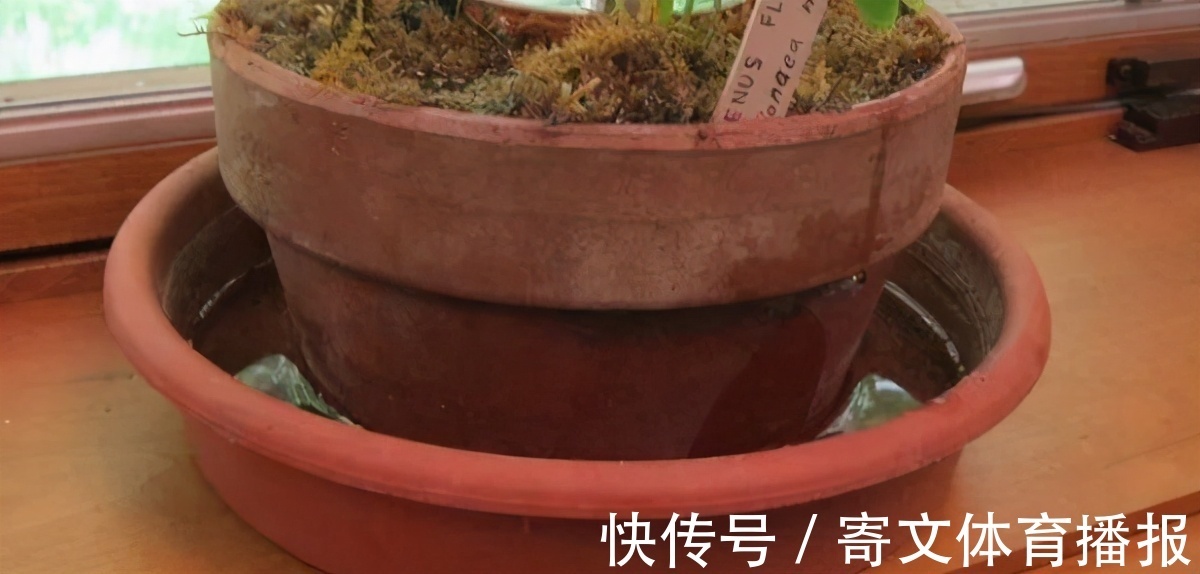 植物|养花最“坑人”的妙招，老花匠都不敢用，养花新手一定别尝试