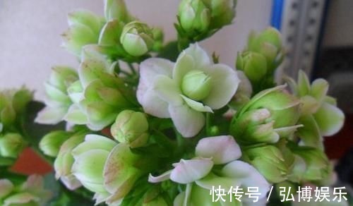 花卉|最有仙气的花卉,号称爆盆小能手,花名浪漫,花色珍稀,四季开花