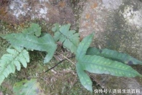 中草药|外形像鸡脚,嫩叶曾拿来喂猪,晒干是药,治疗感冒咳嗽有奇效!
