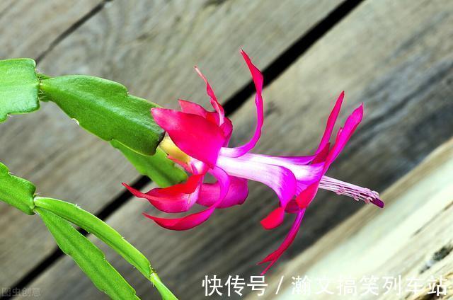 蟹爪兰别放3处养,花量打折扣,学会换位置,收获不一样