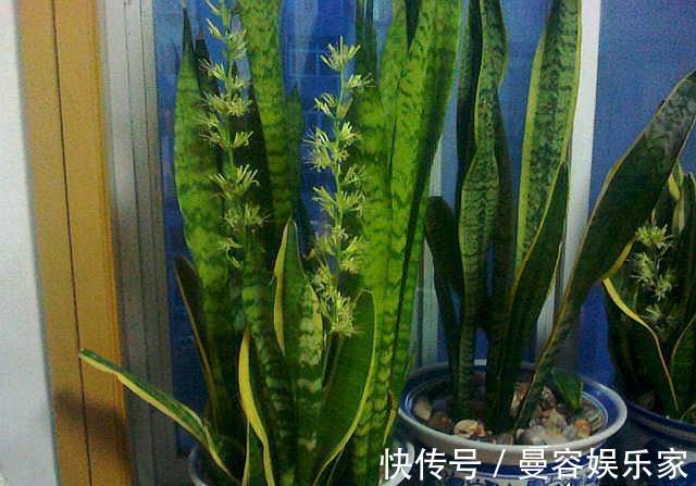 虎皮兰|你知道虎皮兰还能开花吗只需做“3点”，开花简单，清香飘满屋