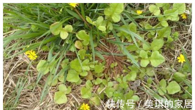 药材|农村这种“野草”,人称“还阳草”,遇见此花,一生喜乐无忧