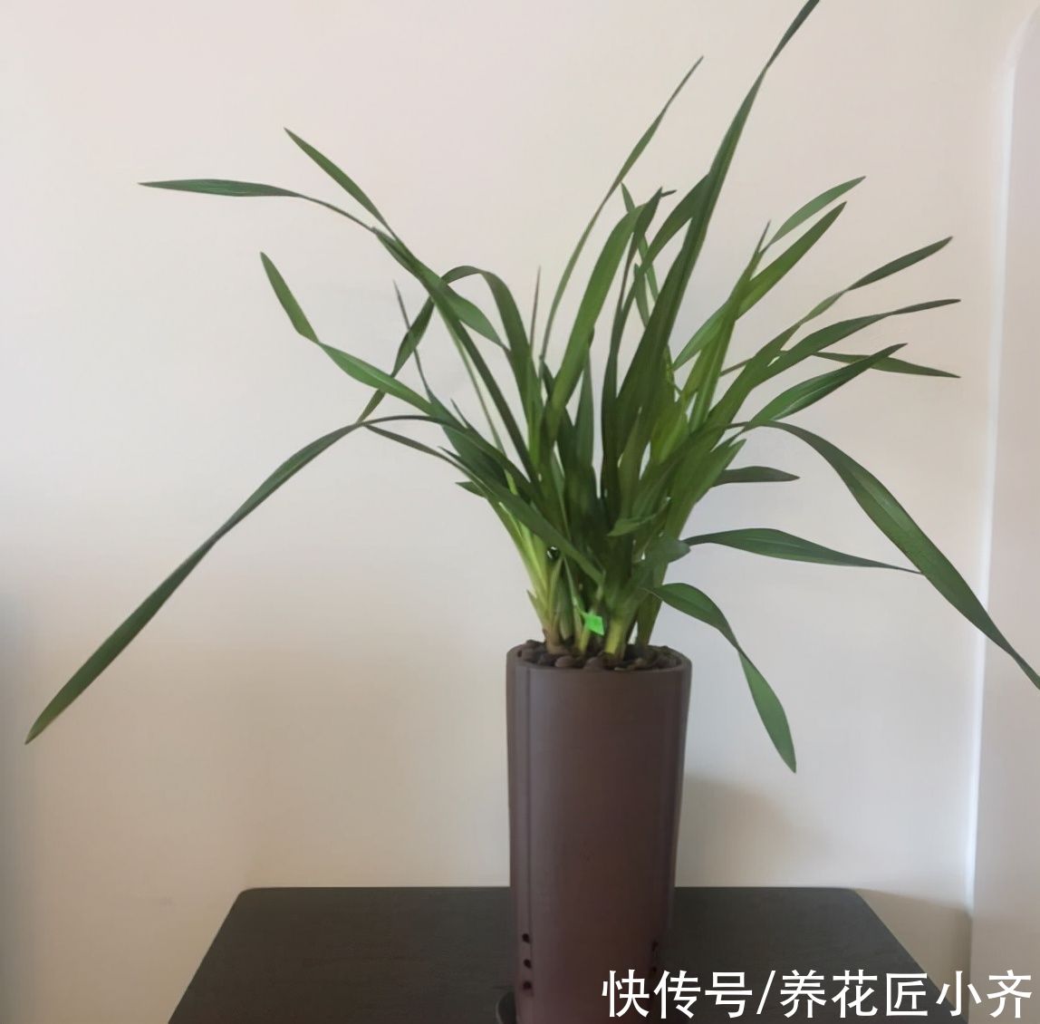 兰花长势旺盛开花多，养根是关键，掌握技巧才能满盆大白根