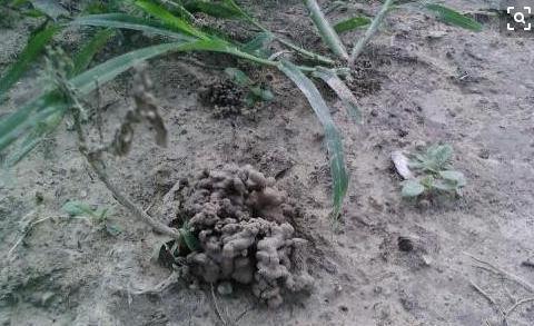 千万注意在花盆里面放蚯蚓,蚯蚓真的能松土嘛,后悔了解太晚