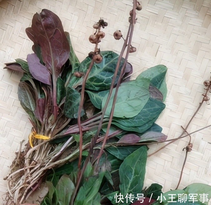 祛风|每日一中药,鹿衔草