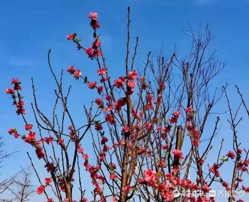 虎啸春来|虎啸春来｜百花迎春，路边的绢花也很美