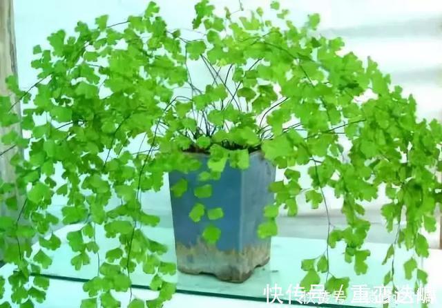 厕所|卫生间放一盆这个植物,异味全跑光,绿意盎然又芬芳