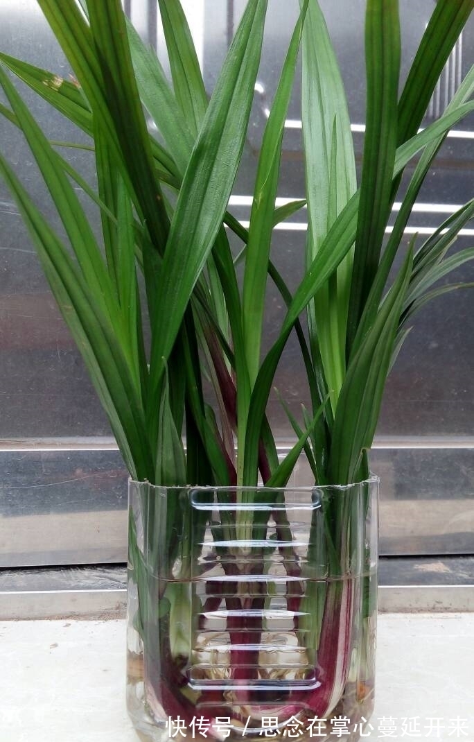 没有土壤就换成水培，干净好养长得快，试试这3种花