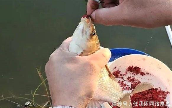 中午水温升高不好钓鱼做好这几点,让闭口鱼快速咬钩