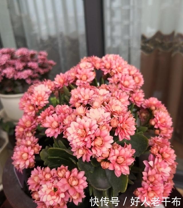 养长寿花,经常掐一掐,花朵一长就是一大团