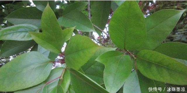 “这种树”中国特有,叶子一边是荷叶,一边是枫叶,见到请珍惜!