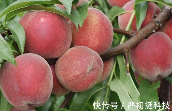 香蕉|夏季水果种类多多,但这些水果吃多了只会危害健康,早看早预防!