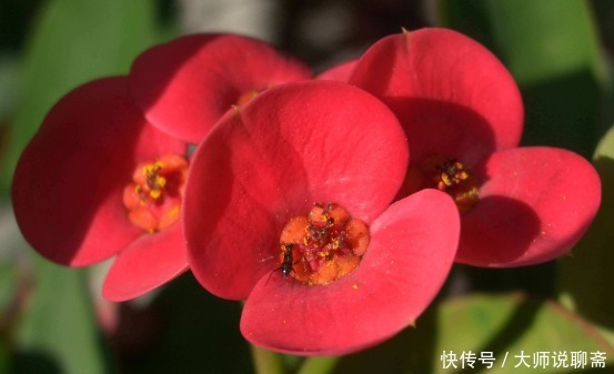 养花就养“它”，比绿萝好养，四季开花，花色多，一盆能养一辈子