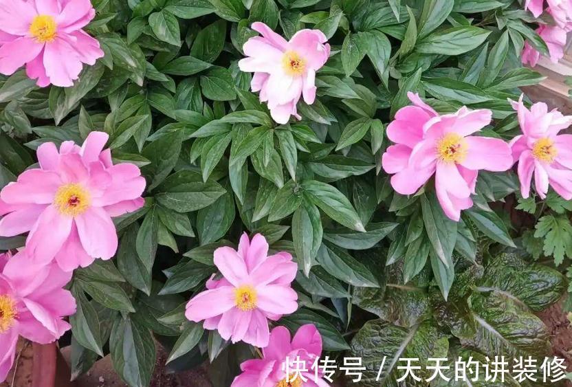 芍药盆栽该做好哪些事情？