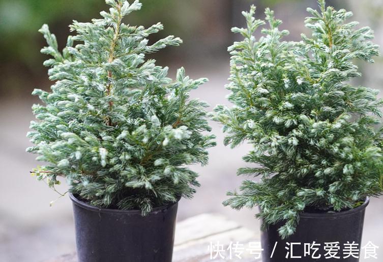 家庭盆栽绿植选小香松,香味清新迷人,种植方法简单