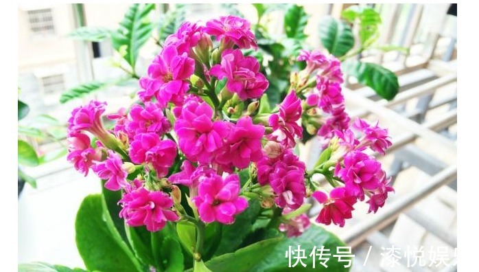 花盆|以下养的长寿花,开花又美又多,每年都有花赏,值得一试