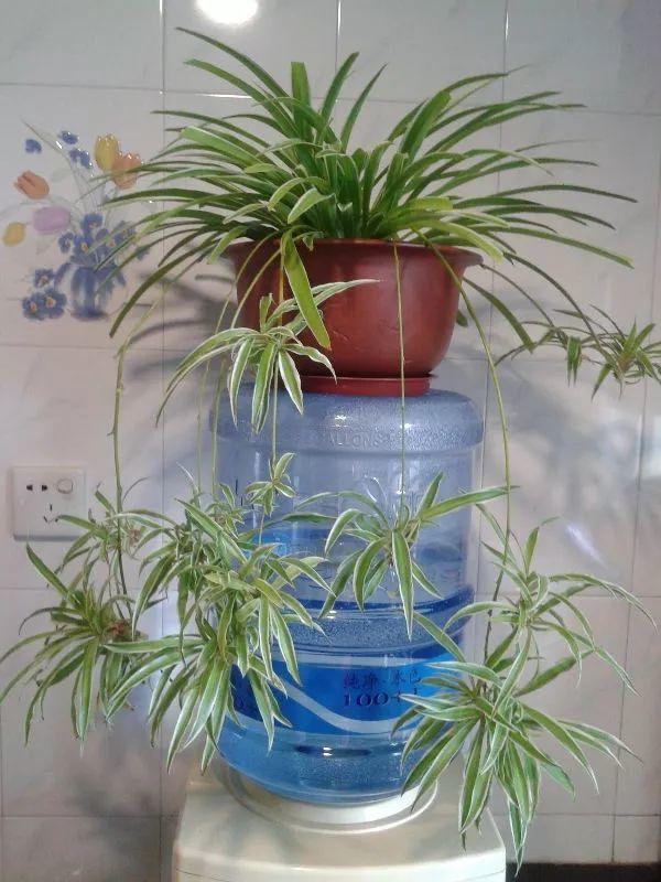 扦插|不用扦插,养花1盆变10盆,把根一掰,成活率翻倍!