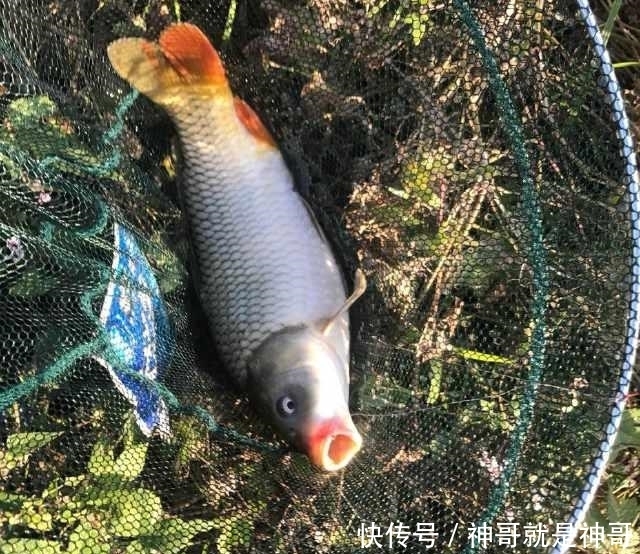 除害,村里小河湾,钓起四十多斤长江怪鱼,没人知道从何而来