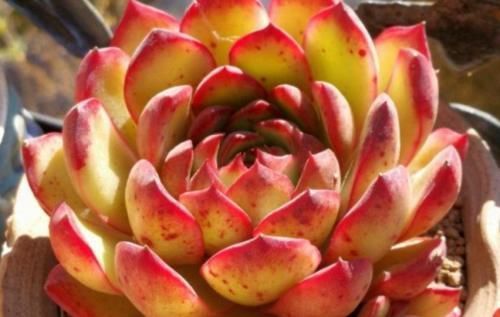 冬天|多肉宝丽安娜长期带红边，冬天稍微晒一下太阳叶片血红，你不养一棵吗？