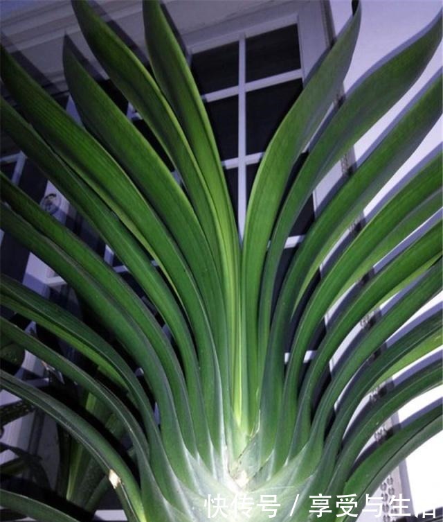 我家君子兰，此时长势不错，只因注意三点！