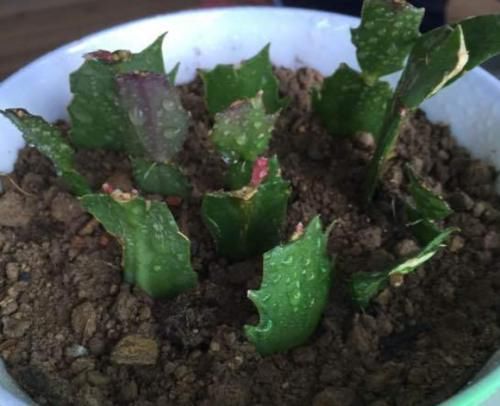 原来这5种花,都能用“1片叶子”长出一大盆,还买啥?