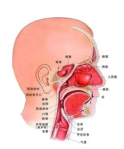 异物感|刷牙干呕就是慢性咽炎？这恐怕是你的“误解”