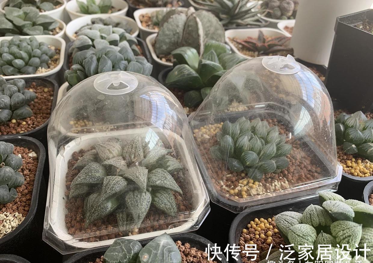 多肉闷养?可以行吗?不建议尝试,愚蠢的做法,容易把多肉闷死
