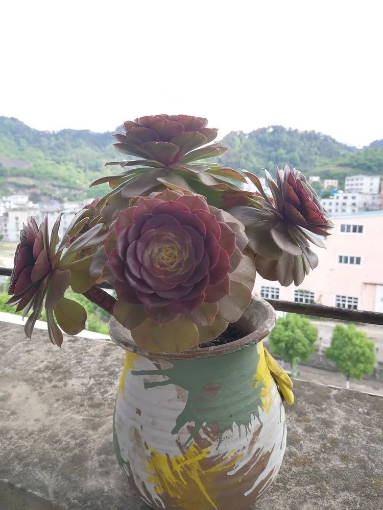 养多肉两年，200多盆养死的不到10盆，记录点点滴滴！