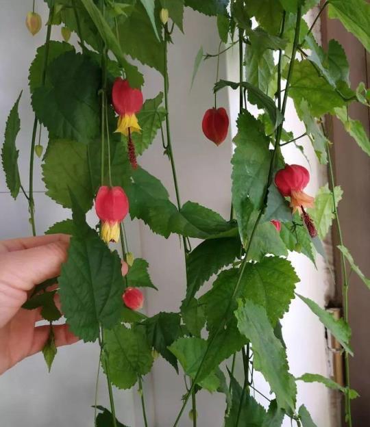 家里养盆蔓性风铃花,掌握4点养护技巧,全年花开不间断!