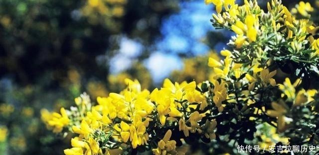 被当废柴的金雀花,埋在土里,开花如鸟雀