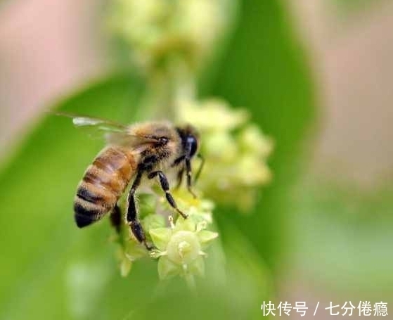 区别|看看蜜蜂是怎么死的，你就会明白枣花蜜与槐花蜜的区别