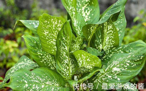 这7种绿植是空气净化小能手,很适合养在室内,美观又增氧