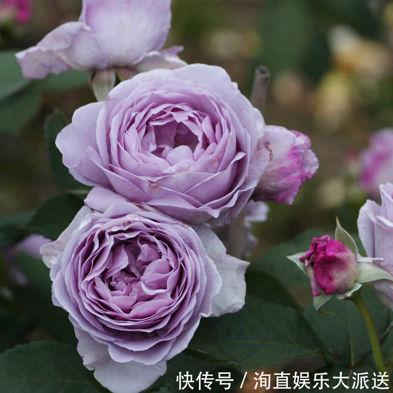 月季|如果你的院子够大，趁早种上这爬藤花苗，来年庭院开成一片花海