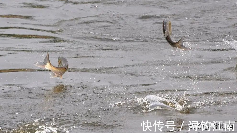 水域|鱼在水面跳,未必很好钓。老司机道出了5点原因,一般人真不知道