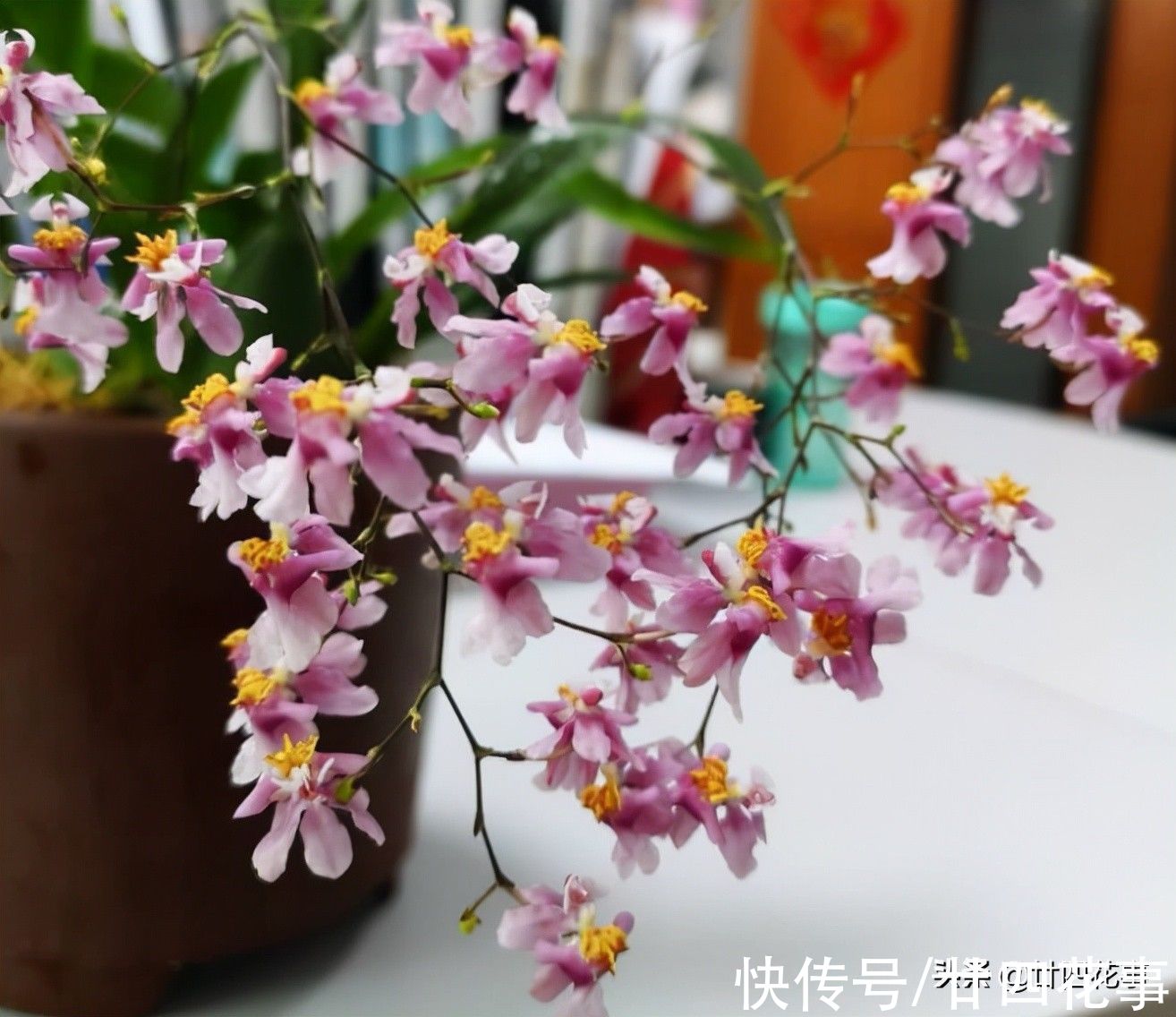 秋冬养盆“吉祥兰”，春节开花百朵！比国兰好度夏，新手也能养好