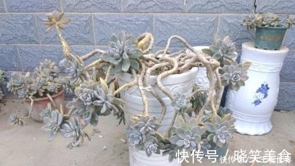 养棵冬美人,多肉界的“扛把子”,一长一大片,嗖嗖长成悬崖桩
