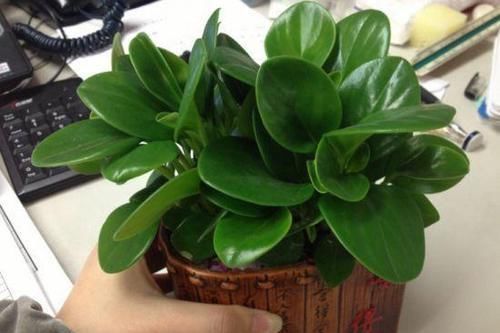 再忙也要养盆这种花,比绿萝好养,比发财树漂亮,还能防辐射