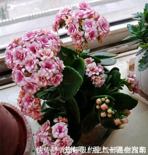 茱蒂|10款高颜值长寿花，好看又好养，你若一盆没养过，那也太可惜了！