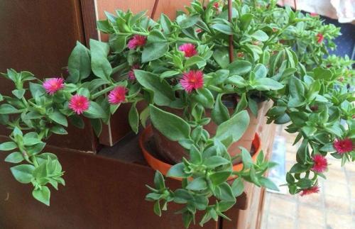 容易爆盆的几种花,生长茂盛还好养,新手花友的福利来了