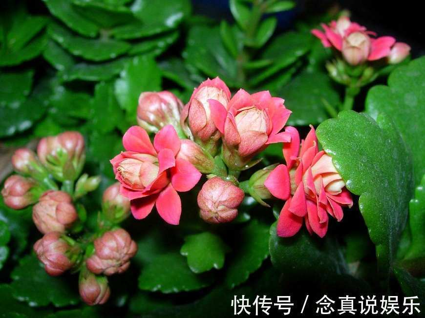 花色|丹麦盆栽花卉之冠圣诞伽蓝菜长寿花色丰富,理想的室内花卉