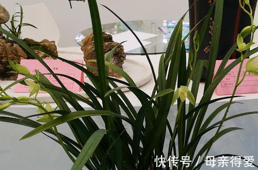 中国七大兰花，开花时间香味各不同，你知道几个