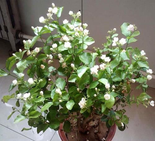 茉莉花有“3怕”,不知情的话,就会黄叶和落花,您别忽视