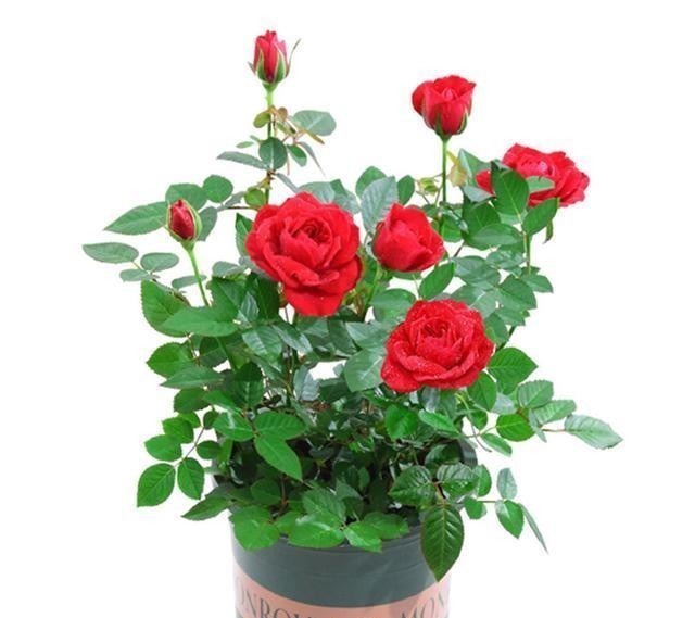 月季花|五种花就要勤修剪,越剪开花越多、越茂盛,要不花量少又难看