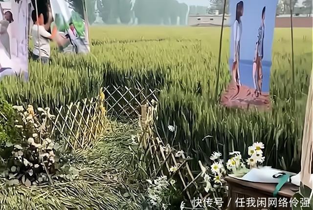 麦子|河北邢台新人在麦田里举行婚礼，即将收获的麦子被压弯在地！