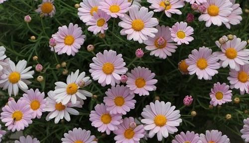  甲醛|最适合养在卧室的花卉，能净化环境还能吸甲醛跟二手烟，特别好养