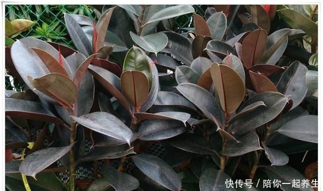 橡皮树长得那么慢,叶片开始没光泽,它爱吃的“零食”你喂了吗!