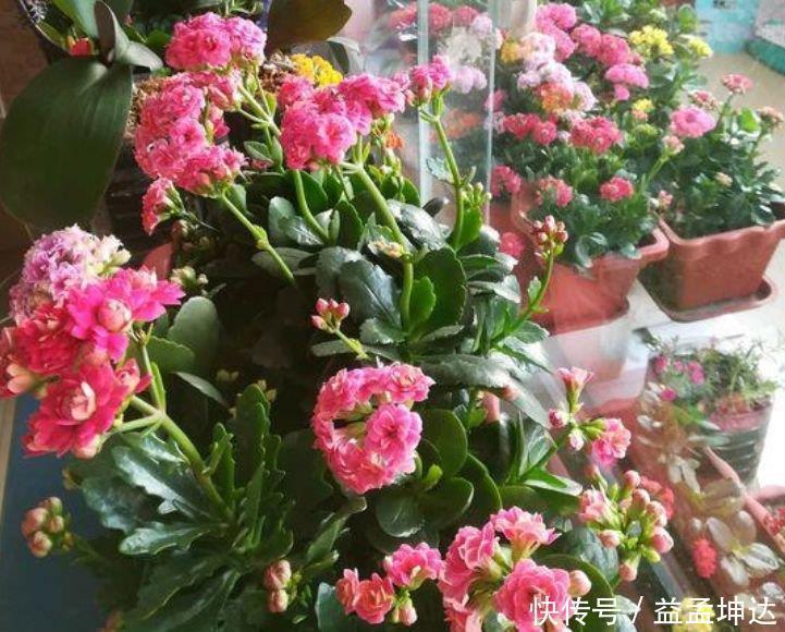 长寿花|这几款植物养在家,一年四季开花不断,花大色艳很漂亮,谁养谁爱