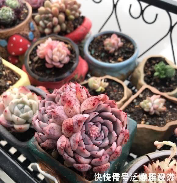 土壤|养多肉,配土很重要?只要会养,配土只是一种方式,无关紧要